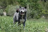 AKITA INU 340
